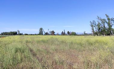 Se venden terrenos de 5000 m2 en Palmilla, Linares