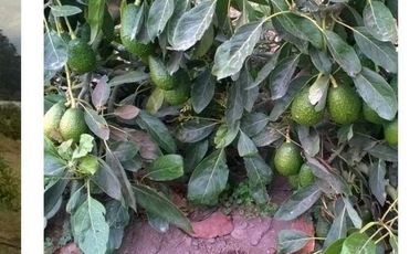 VENTA TERRENO AGRICOLA CHECA  TUMBACO