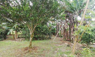 SE VENDE HERMOSA FINCA AGRICOLA GANADERA  28 HAS. QUININDE – ESMERALDAS - ECUADOR
