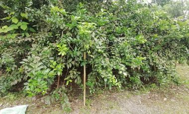 SE VENDE HERMOSA FINCA AGRICOLA GANADERA  28 HAS. QUININDE – ESMERALDAS - ECUADOR