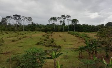 SE VENDE HERMOSA FINCA AGRICOLA GANADERA  28 HAS. QUININDE – ESMERALDAS - ECUADOR