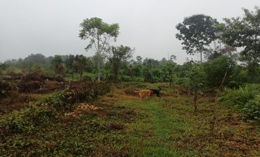 SE VENDE HERMOSA FINCA AGRICOLA GANADERA  28 HAS. QUININDE – ESMERALDAS - ECUADOR