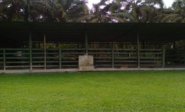 SE VENDE HERMOSA FINCA AGRICOLA GANADERA  28 HAS. QUININDE – ESMERALDAS - ECUADOR