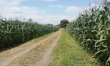 SE VENDE HERMOSA FINCA AGRICOLA GANADERA  28 HAS. QUININDE – ESMERALDAS - ECUADOR