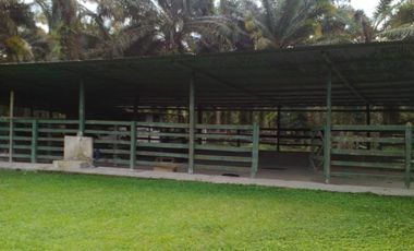 SE VENDE HERMOSA FINCA AGRICOLA GANADERA  28 HAS. QUININDE – ESMERALDAS - ECUADOR