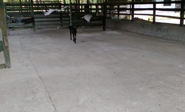 SE VENDE HERMOSA FINCA AGRICOLA GANADERA  28 HAS. QUININDE – ESMERALDAS - ECUADOR
