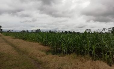 SE VENDE HERMOSA FINCA AGRICOLA GANADERA  28 HAS. QUININDE – ESMERALDAS - ECUADOR
