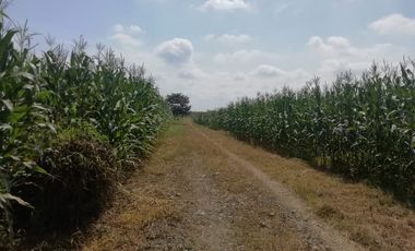 SE VENDE HERMOSA FINCA AGRICOLA GANADERA  28 HAS. QUININDE – ESMERALDAS - ECUADOR