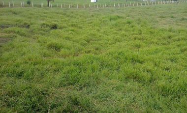 SE VENDE HERMOSA HACIENDA GANADERA 290 HAS. EN PRODUCCIÓN, CON ESTACION DE SERVICIO (GASOLINERA) LUZ DE AMERICA – SANTO DOMINGO DE LOS TSACHILAS - ECU