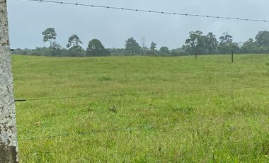 SE VENDE HERMOSA HACIENDA GANADERA 290 HAS. EN PRODUCCIÓN, CON ESTACION DE SERVICIO (GASOLINERA) LUZ DE AMERICA – SANTO DOMINGO DE LOS TSACHILAS - ECU