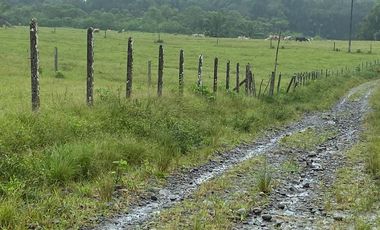 SE VENDE HERMOSA HACIENDA GANADERA 290 HAS. EN PRODUCCIÓN, CON ESTACION DE SERVICIO (GASOLINERA) LUZ DE AMERICA – SANTO DOMINGO DE LOS TSACHILAS - ECU