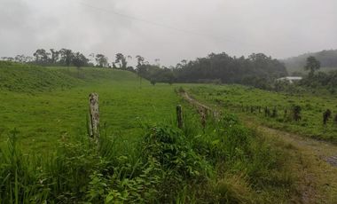 SE VENDE HERMOSA HACIENDA GANADERA 290 HAS. EN PRODUCCIÓN, CON ESTACION DE SERVICIO (GASOLINERA) LUZ DE AMERICA – SANTO DOMINGO DE LOS TSACHILAS - ECU