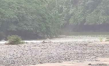 SE VENDE HERMOSA HACIENDA GANADERA 290 HAS. EN PRODUCCIÓN, CON ESTACION DE SERVICIO (GASOLINERA) LUZ DE AMERICA – SANTO DOMINGO DE LOS TSACHILAS - ECU