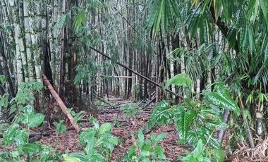 SE VENDE HERMOSA HACIENDA GANADERA 290 HAS. EN PRODUCCIÓN, CON ESTACION DE SERVICIO (GASOLINERA) LUZ DE AMERICA – SANTO DOMINGO DE LOS TSACHILAS - ECU