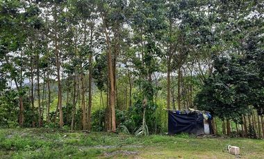 SE VENDE HERMOSA FINCA CON MELINA, 66 HECTAREAS, A FILO DE LA PANAMERICANA,  CHUCAPLE - QUININDE – ESMERALDAS - ECUADOR