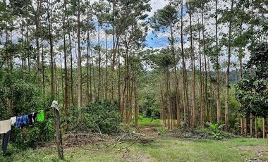 SE VENDE HERMOSA FINCA CON MELINA, 66 HECTAREAS, A FILO DE LA PANAMERICANA,  CHUCAPLE - QUININDE – ESMERALDAS - ECUADOR