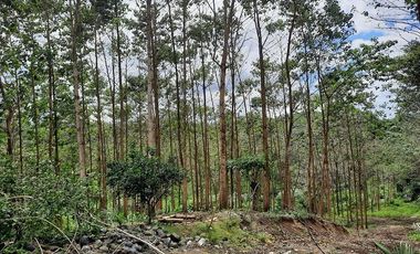 SE VENDE HERMOSA FINCA CON MELINA, 66 HECTAREAS, A FILO DE LA PANAMERICANA,  CHUCAPLE - QUININDE – ESMERALDAS - ECUADOR