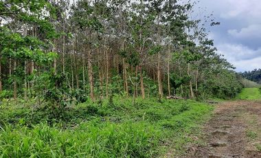 SE VENDE HERMOSA FINCA CON MELINA, 66 HECTAREAS, A FILO DE LA PANAMERICANA,  CHUCAPLE - QUININDE – ESMERALDAS - ECUADOR