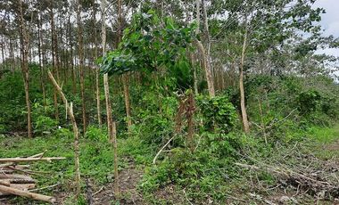SE VENDE HERMOSA FINCA CON MELINA, 66 HECTAREAS, A FILO DE LA PANAMERICANA,  CHUCAPLE - QUININDE – ESMERALDAS - ECUADOR