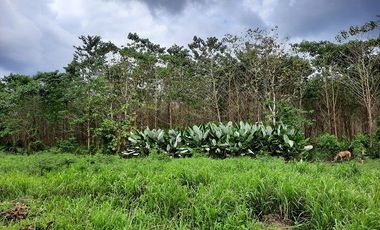 SE VENDE HERMOSA FINCA CON MELINA, 66 HECTAREAS, A FILO DE LA PANAMERICANA,  CHUCAPLE - QUININDE – ESMERALDAS - ECUADOR