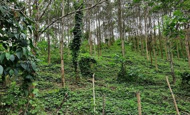 SE VENDE HERMOSA FINCA CON MELINA, 66 HECTAREAS, A FILO DE LA PANAMERICANA,  CHUCAPLE - QUININDE – ESMERALDAS - ECUADOR