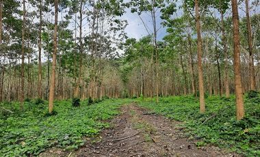 SE VENDE HERMOSA FINCA CON MELINA, 66 HECTAREAS, A FILO DE LA PANAMERICANA,  CHUCAPLE - QUININDE – ESMERALDAS - ECUADOR