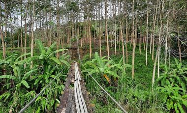 SE VENDE HERMOSA FINCA CON MELINA, 66 HECTAREAS, A FILO DE LA PANAMERICANA,  CHUCAPLE - QUININDE – ESMERALDAS - ECUADOR