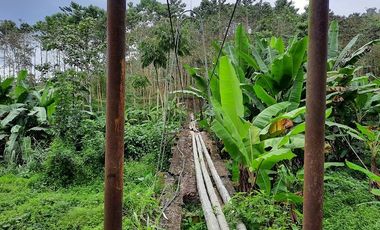 SE VENDE HERMOSA FINCA CON MELINA, 66 HECTAREAS, A FILO DE LA PANAMERICANA,  CHUCAPLE - QUININDE – ESMERALDAS - ECUADOR