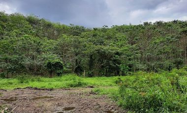 SE VENDE HERMOSA FINCA CON MELINA, 66 HECTAREAS, A FILO DE LA PANAMERICANA,  CHUCAPLE - QUININDE – ESMERALDAS - ECUADOR