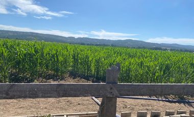VERIDICA Ltda VENDE CAMPO en Lolol $1.440.000.000