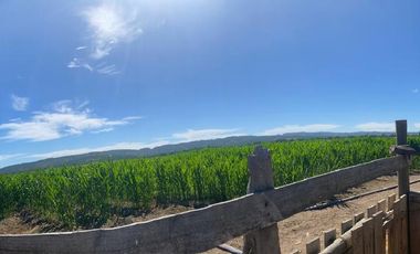 VERIDICA Ltda VENDE CAMPO en Lolol $1.440.000.000