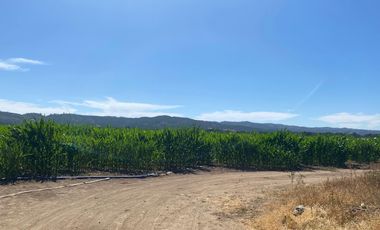 VERIDICA Ltda VENDE CAMPO en Lolol $1.440.000.000