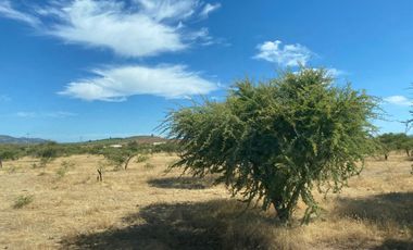 VERIDICA Ltda VENDE CAMPO en Lolol $1.440.000.000