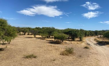 VERIDICA Ltda VENDE CAMPO en Lolol $1.440.000.000