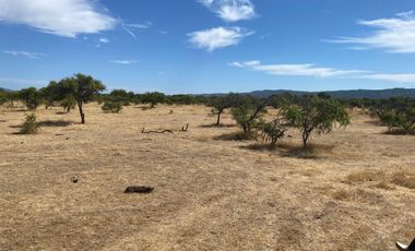 VERIDICA Ltda VENDE CAMPO en Lolol $1.440.000.000