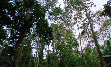 RICE FIELD AND RIVER VIEW LAND FOR LEASE IN SINGAKERTA - UBUD - BALI