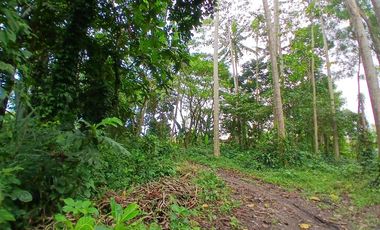 RICE FIELD AND RIVER VIEW LAND FOR LEASE IN SINGAKERTA - UBUD - BALI