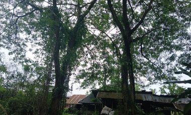 RICE FIELD AND RIVER VIEW LAND FOR LEASE IN SINGAKERTA - UBUD - BALI