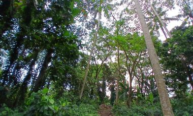 RICE FIELD AND RIVER VIEW LAND FOR LEASE IN SINGAKERTA - UBUD - BALI