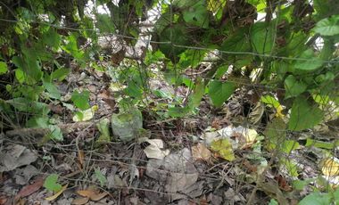 LOT FOR SALE IN DUMAGUETE CITY ID 14960