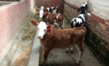 HERMOSA HACIENDA AGRICOLA Y GANADERA DE VENTA EN MACHACHI
