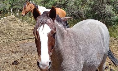 HERMOSA HACIENDA AGRICOLA Y GANADERA DE VENTA EN MACHACHI