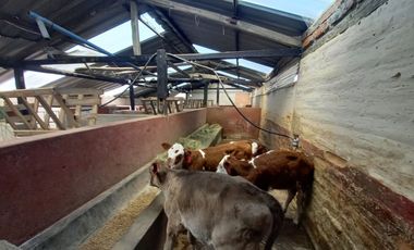 HERMOSA HACIENDA AGRICOLA Y GANADERA DE VENTA EN MACHACHI
