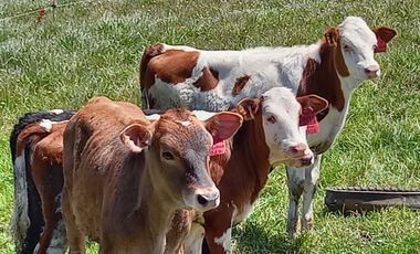 HERMOSA HACIENDA AGRICOLA Y GANADERA DE VENTA EN MACHACHI