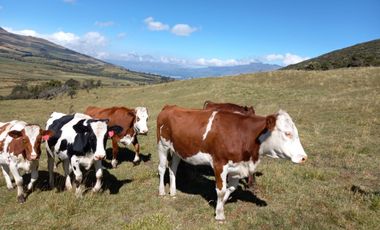 HERMOSA HACIENDA AGRICOLA Y GANADERA DE VENTA EN MACHACHI