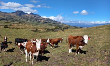HERMOSA HACIENDA AGRICOLA Y GANADERA DE VENTA EN MACHACHI