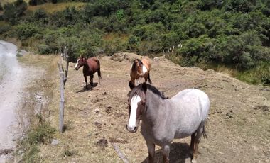HERMOSA HACIENDA AGRICOLA Y GANADERA DE VENTA EN MACHACHI