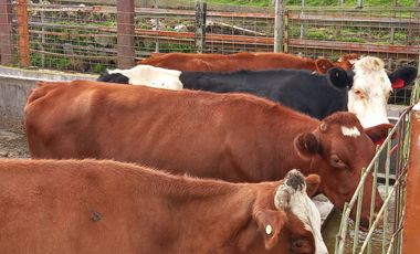 HERMOSA HACIENDA AGRICOLA Y GANADERA DE VENTA EN MACHACHI