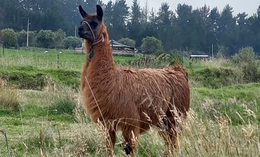 HERMOSA HACIENDA AGRICOLA Y GANADERA DE VENTA EN MACHACHI