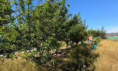 Parcela en Venta | Sector Tongoicillo | Coquimbo